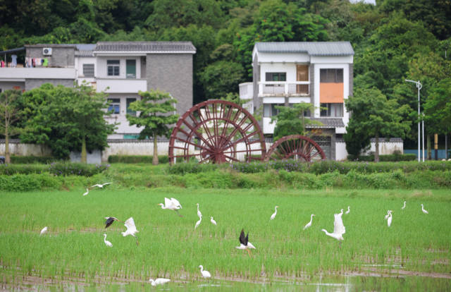 稻田、白鷺、村居……共同構(gòu)成一幅鄉(xiāng)村美景。 