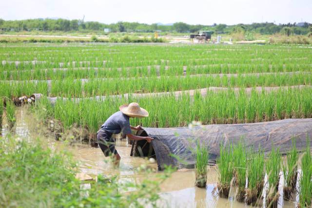 更多年輕人回到農(nóng)村施展抱負。  南方+ 關銘榮 拍攝
